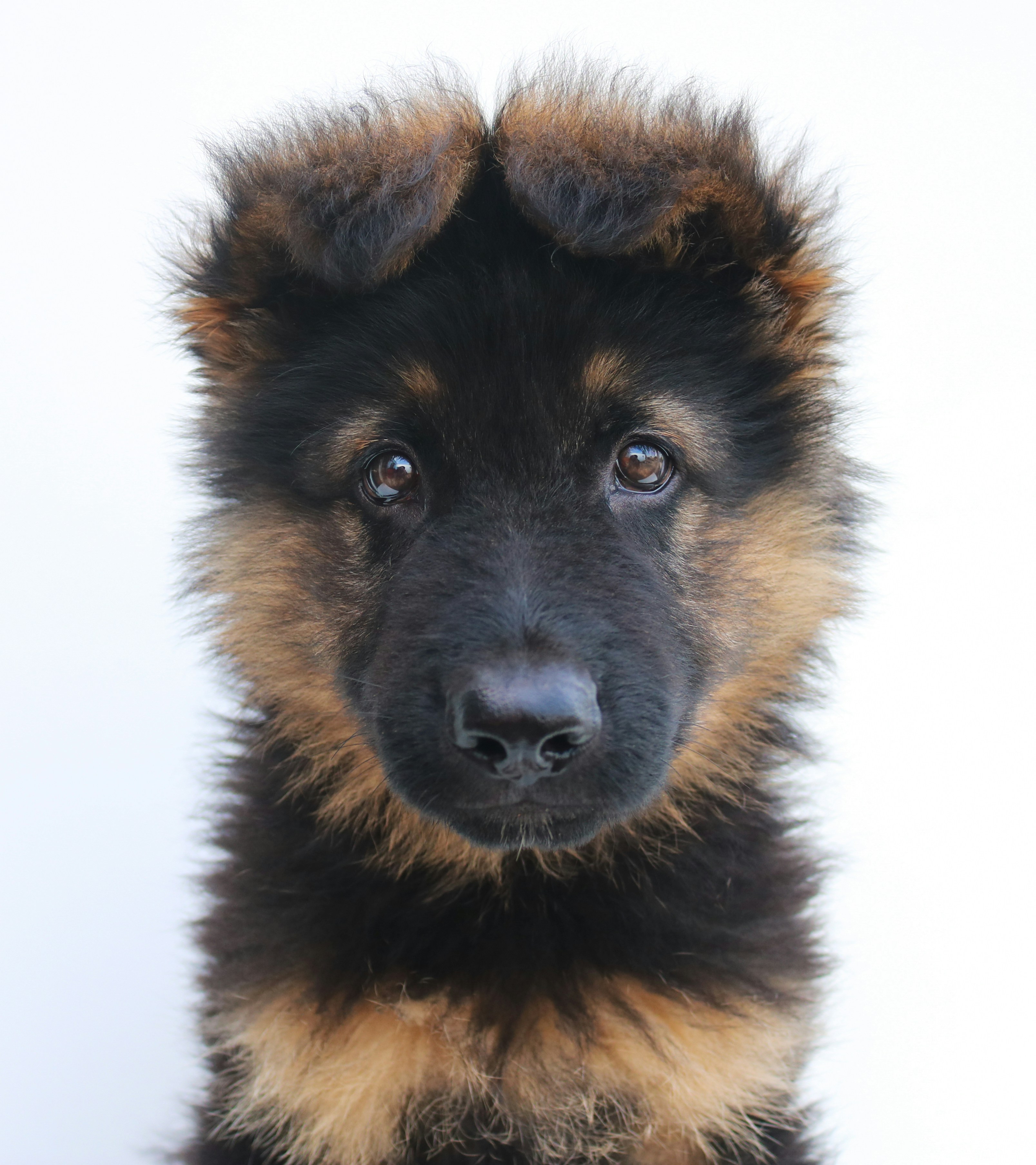 Duitse Herder puppy portret hangoren