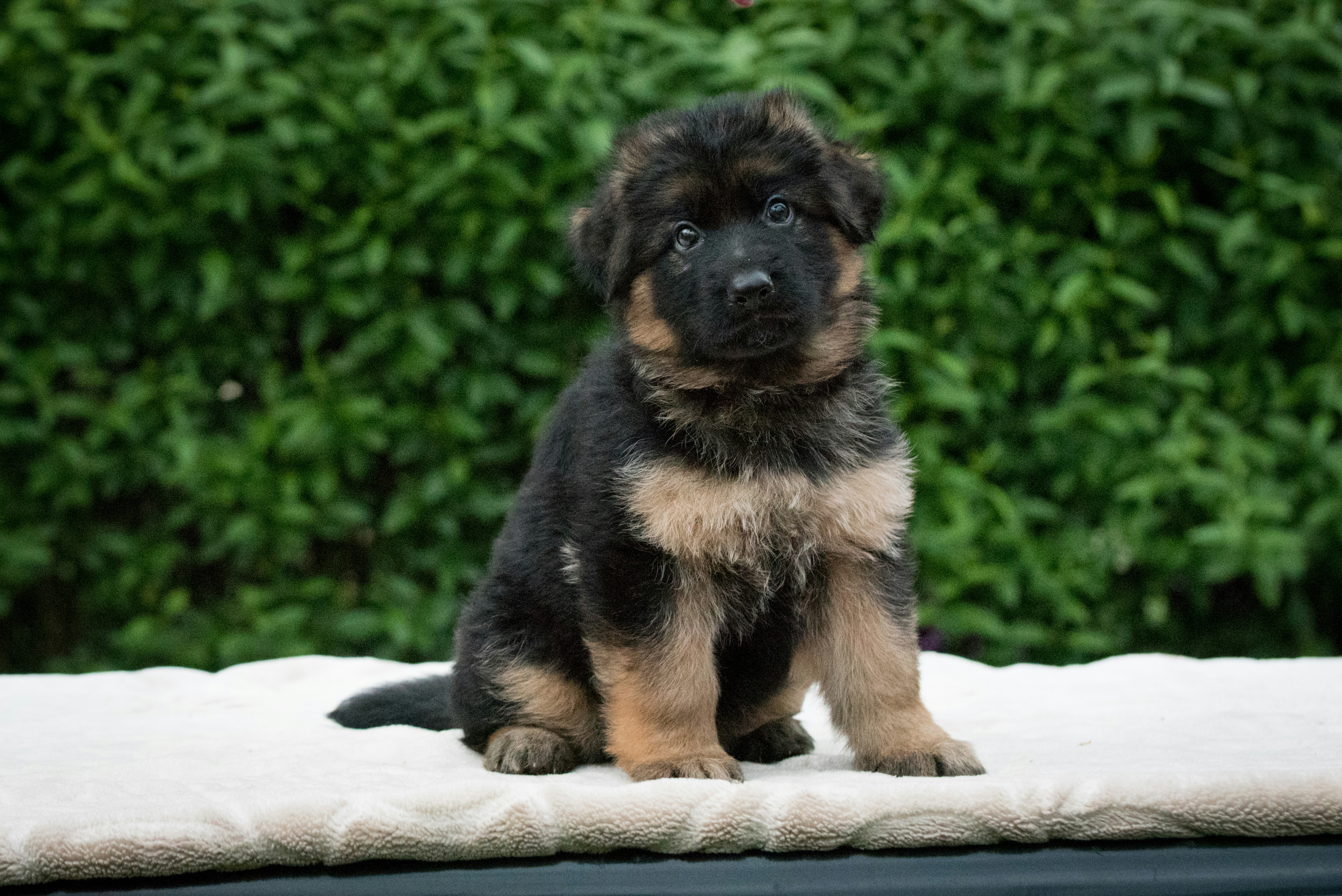 Duitse Herder puppy zittend buiten