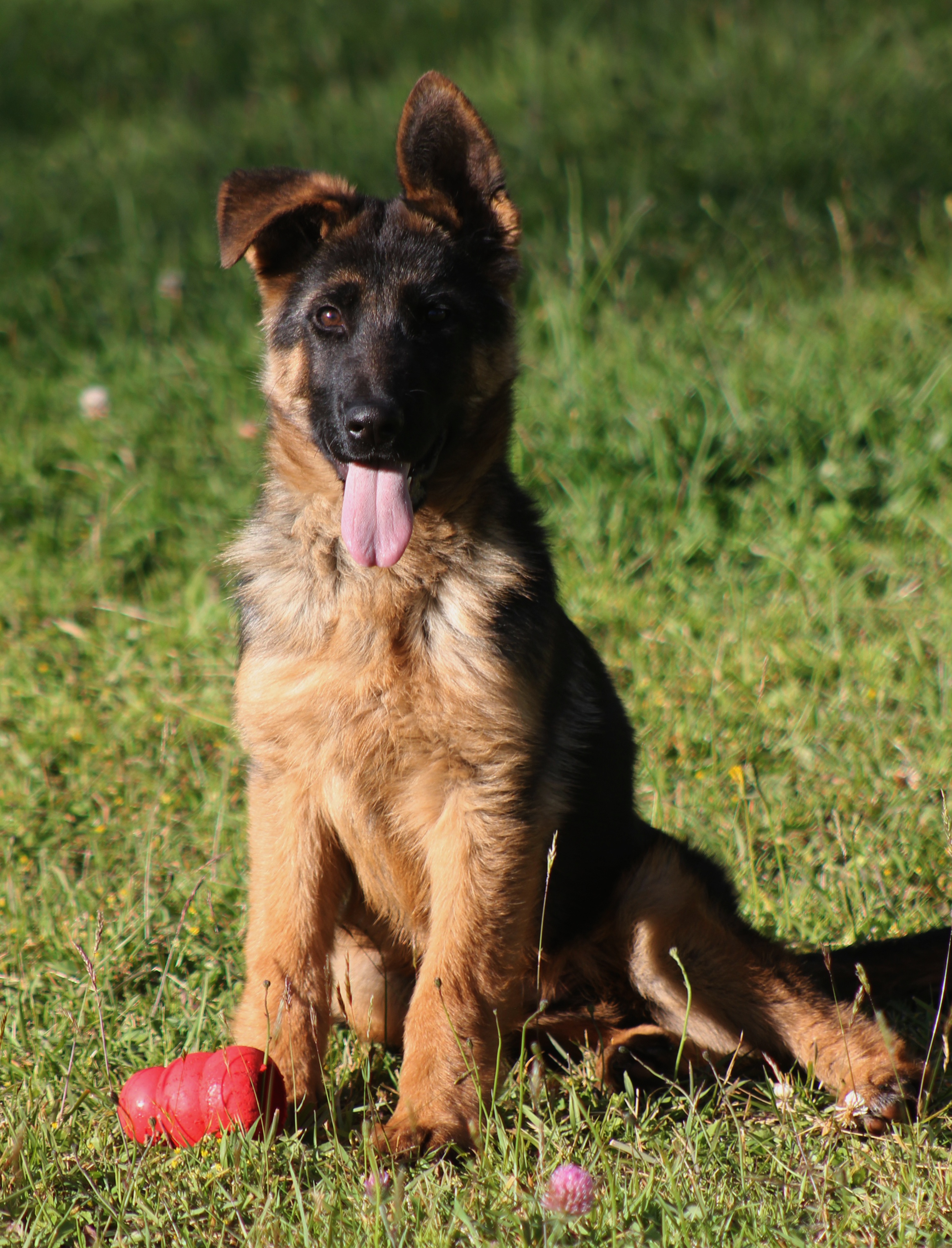 Duitse Herder puppy zittend buiten
