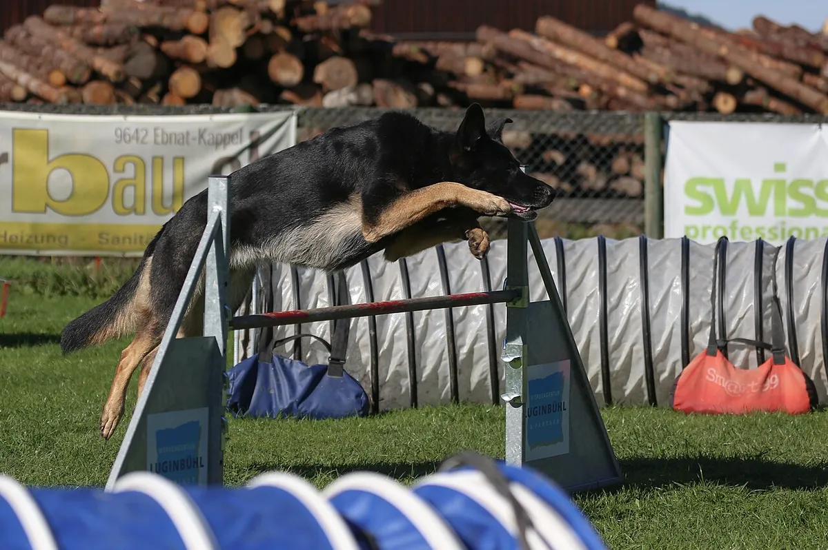 Duitse Herder maakt een agilitysprong