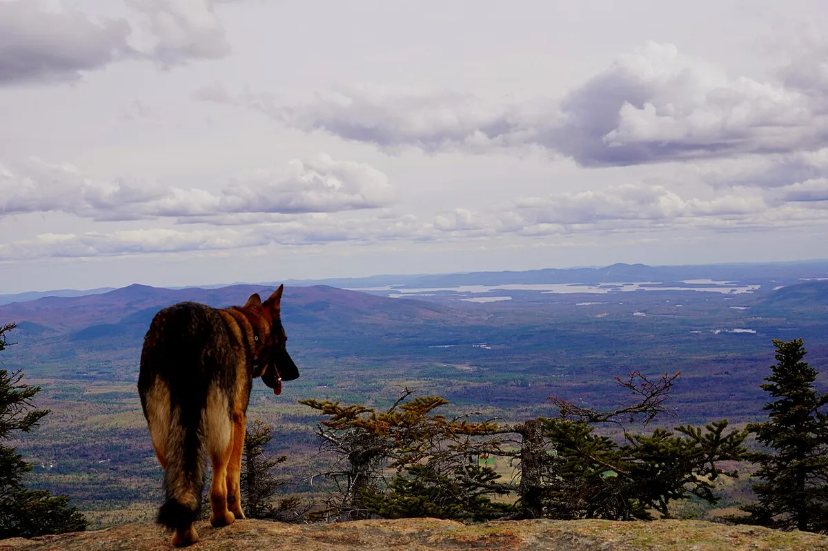 Duitse Herder wandelt in de bergen