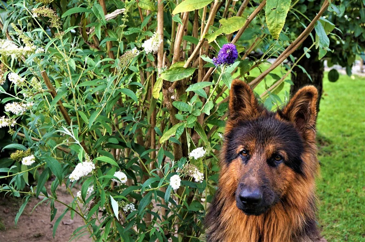 Duitse Herder dubbele vacht detail