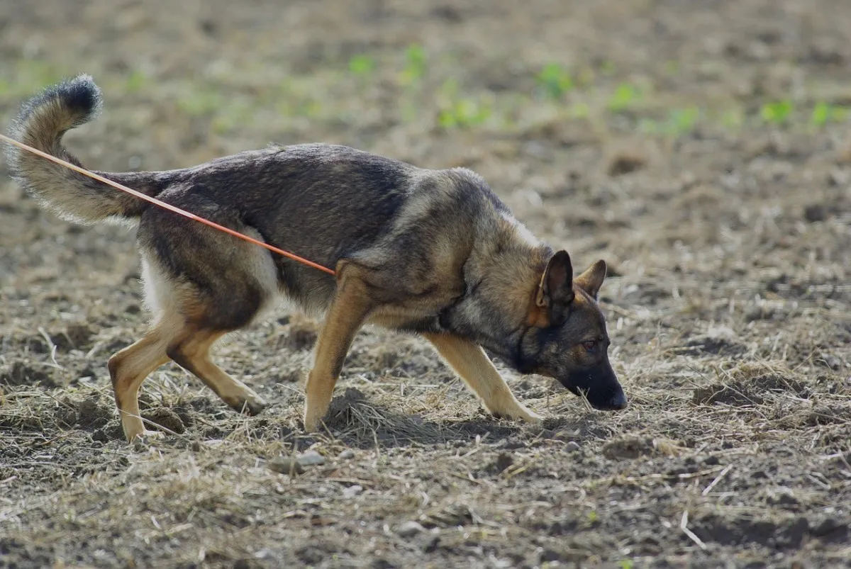 Duitse Herder als eerste hond, raskenmerken