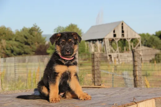 Duitse Herder puppy in de eerste weken