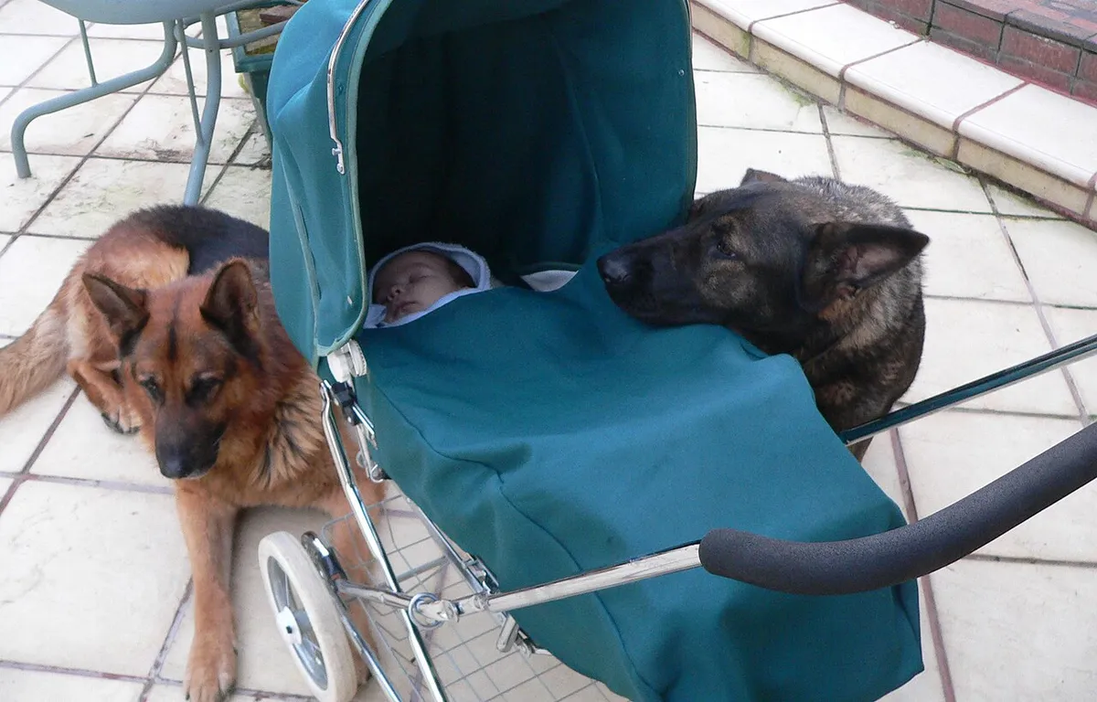 Duitse Herder samen met een baby