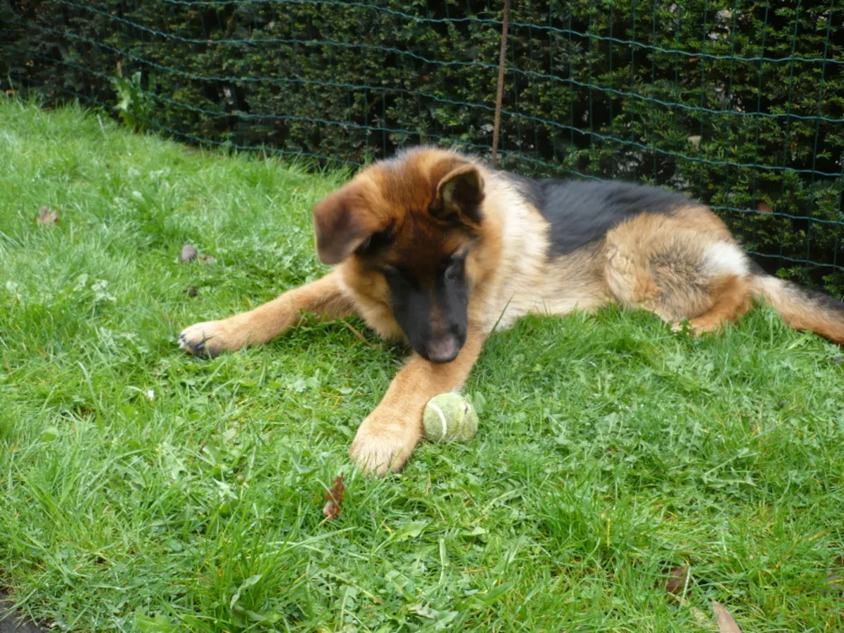 Duitse Herder met gezondheidsproblemen aan de heup