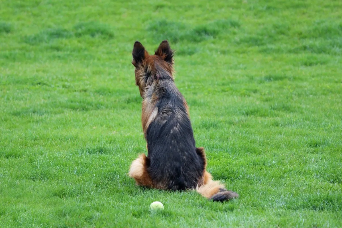 Duitse Herder herplaatsing en adoptie
