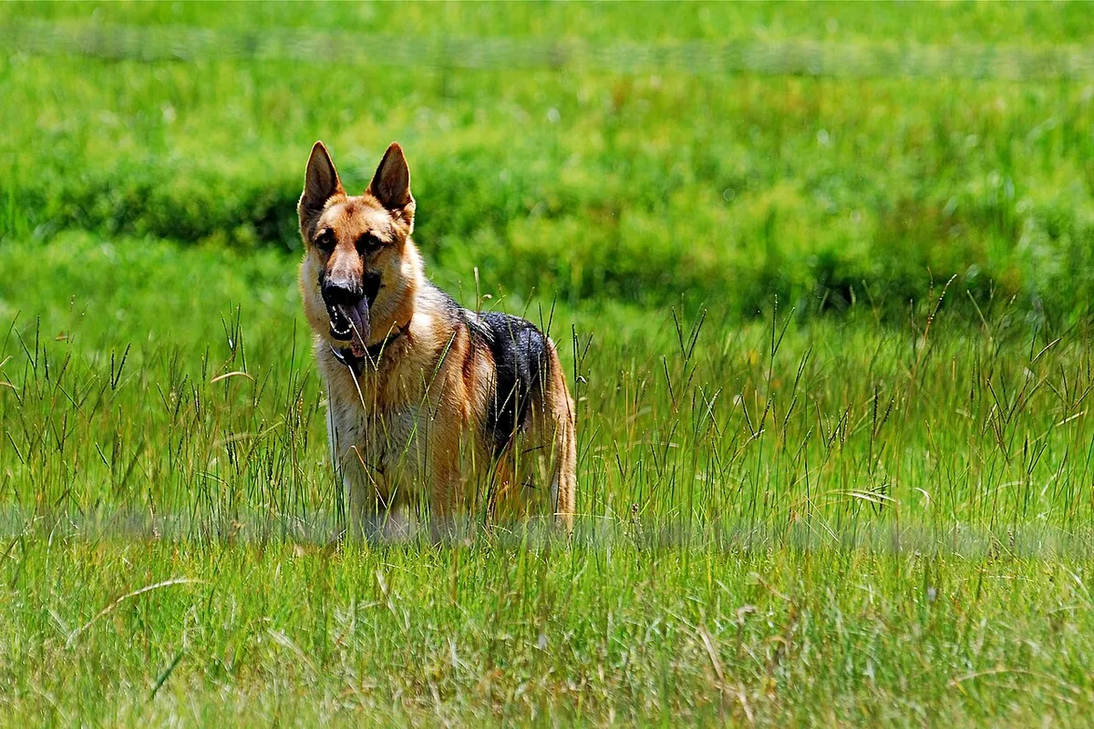Duitse Herder in een groen veld