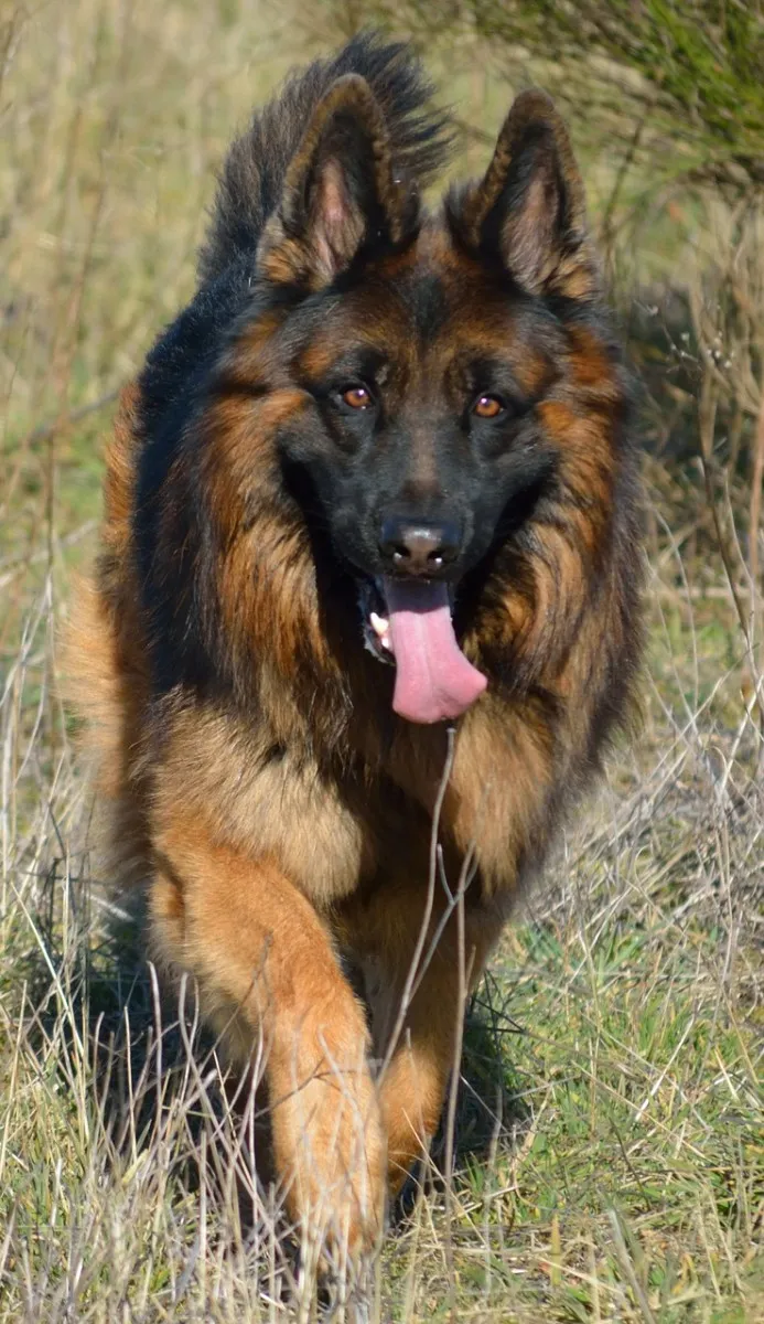 Volwassen Duitse Herder, raskenmerken