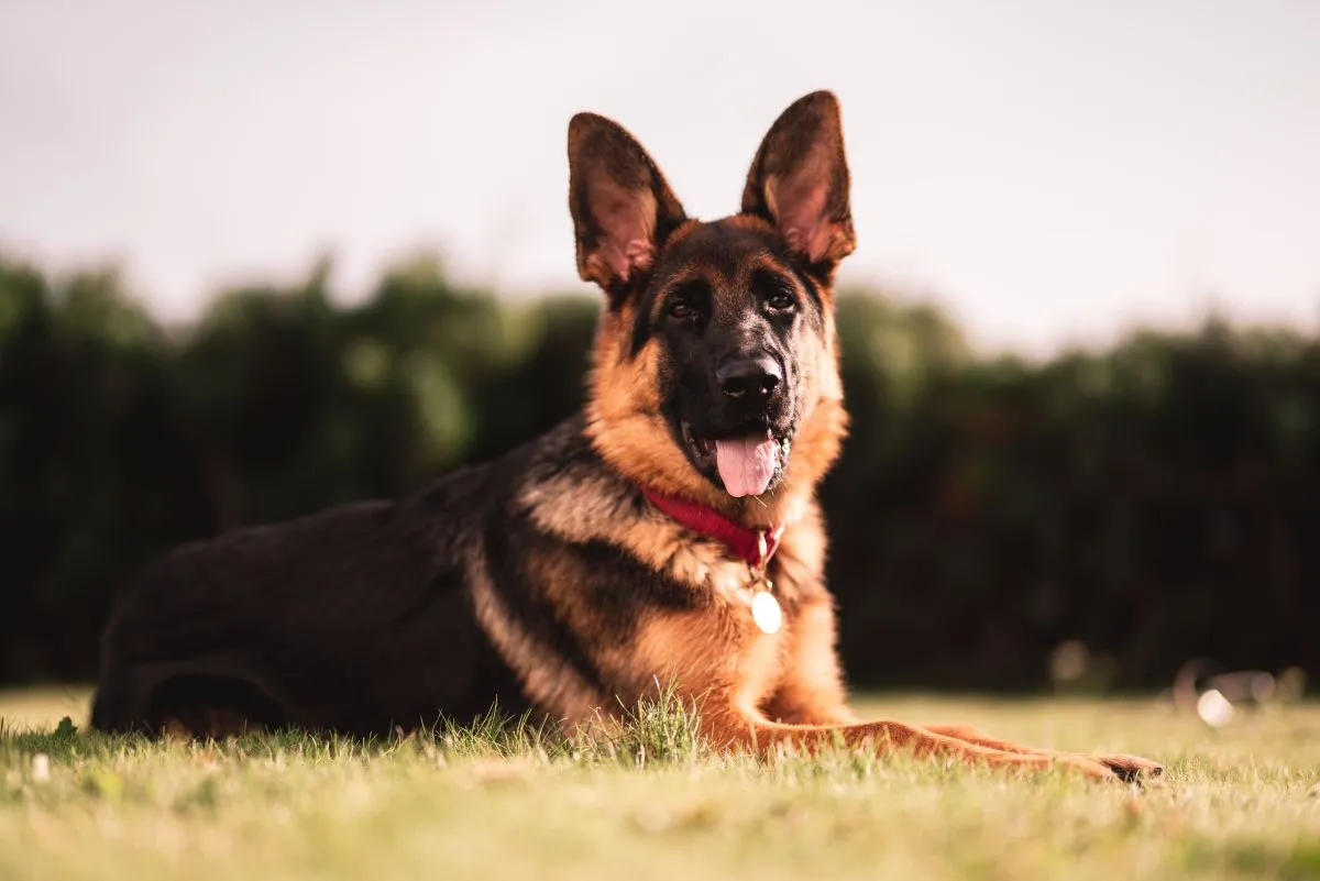 Duitse Herder raskenmerken, volwassen reu