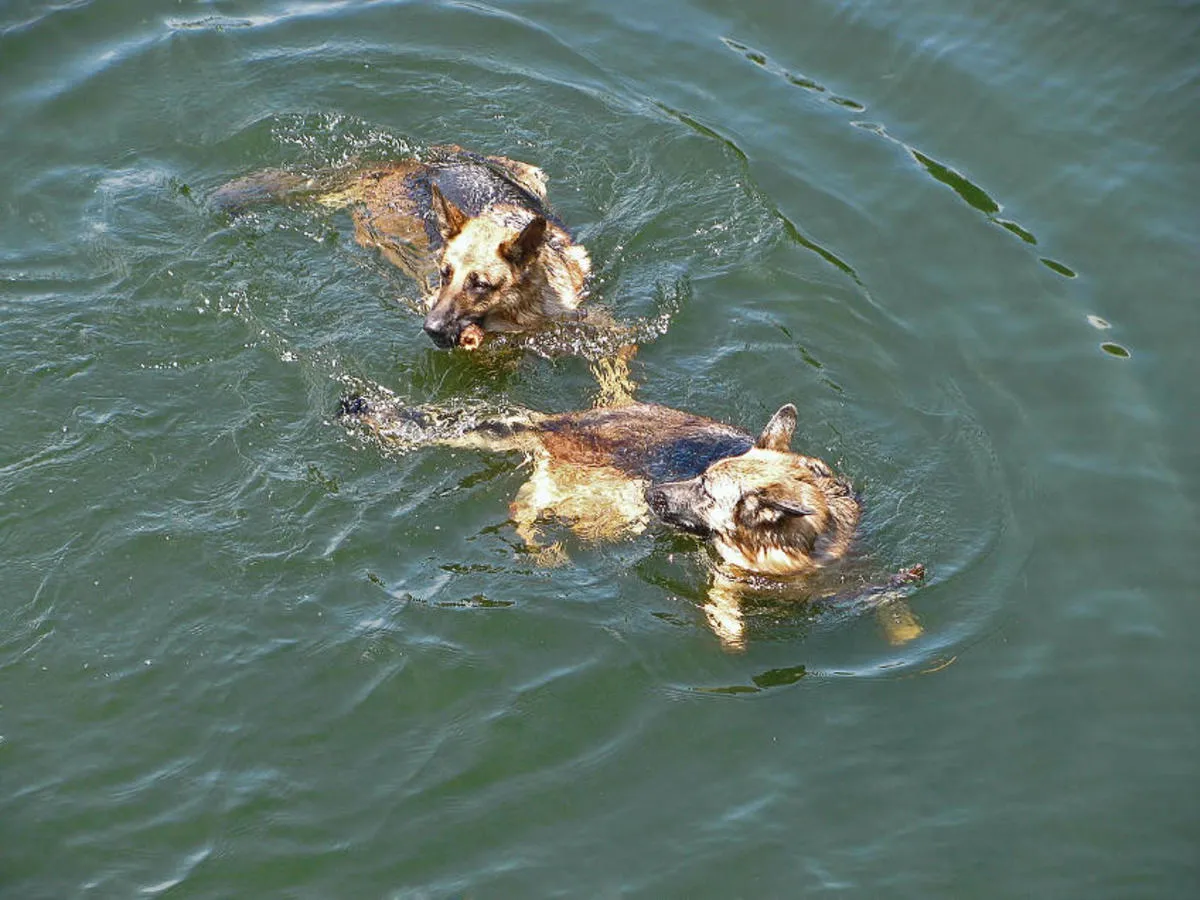 Duitse Herder reageert op andere hond tijdens wandeling