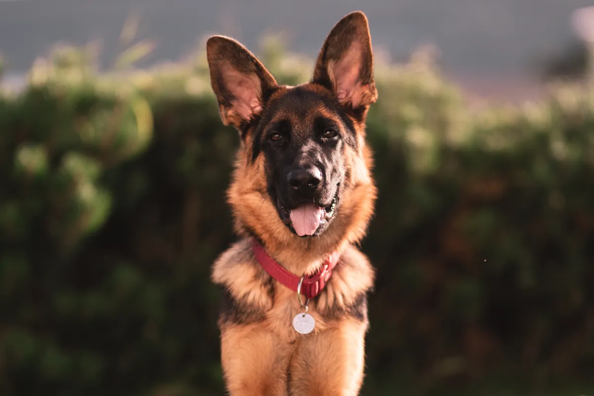 Duitse Herder oren overeind, portret