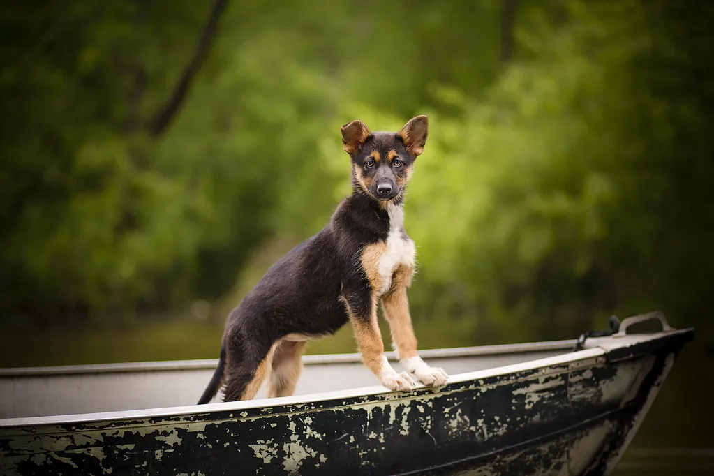 Duitse Herder puppy close-up portret