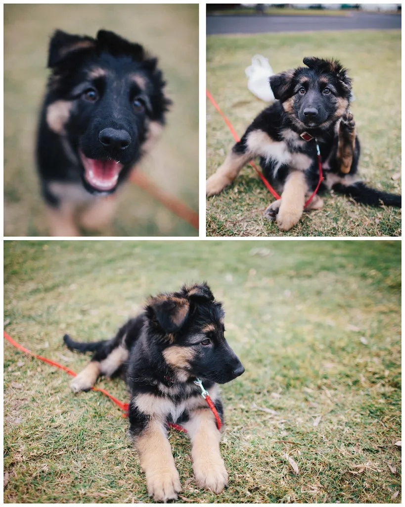 Nieuwsgierige Duitse Herder puppy