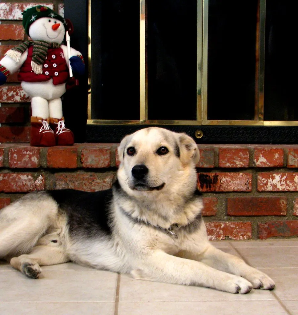Duitse Herder portret, warme kleuren