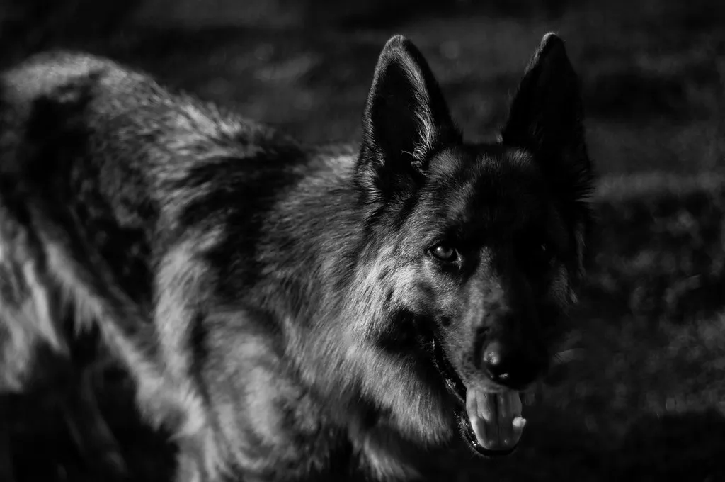 Duitse Herder sneeuwportret