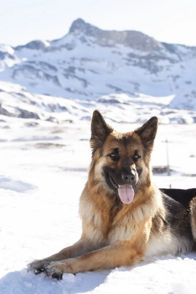 Duitse Herder sneeuw winterportret