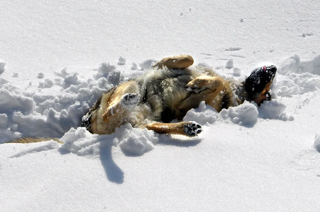 Duitse Herder spelend in de sneeuw