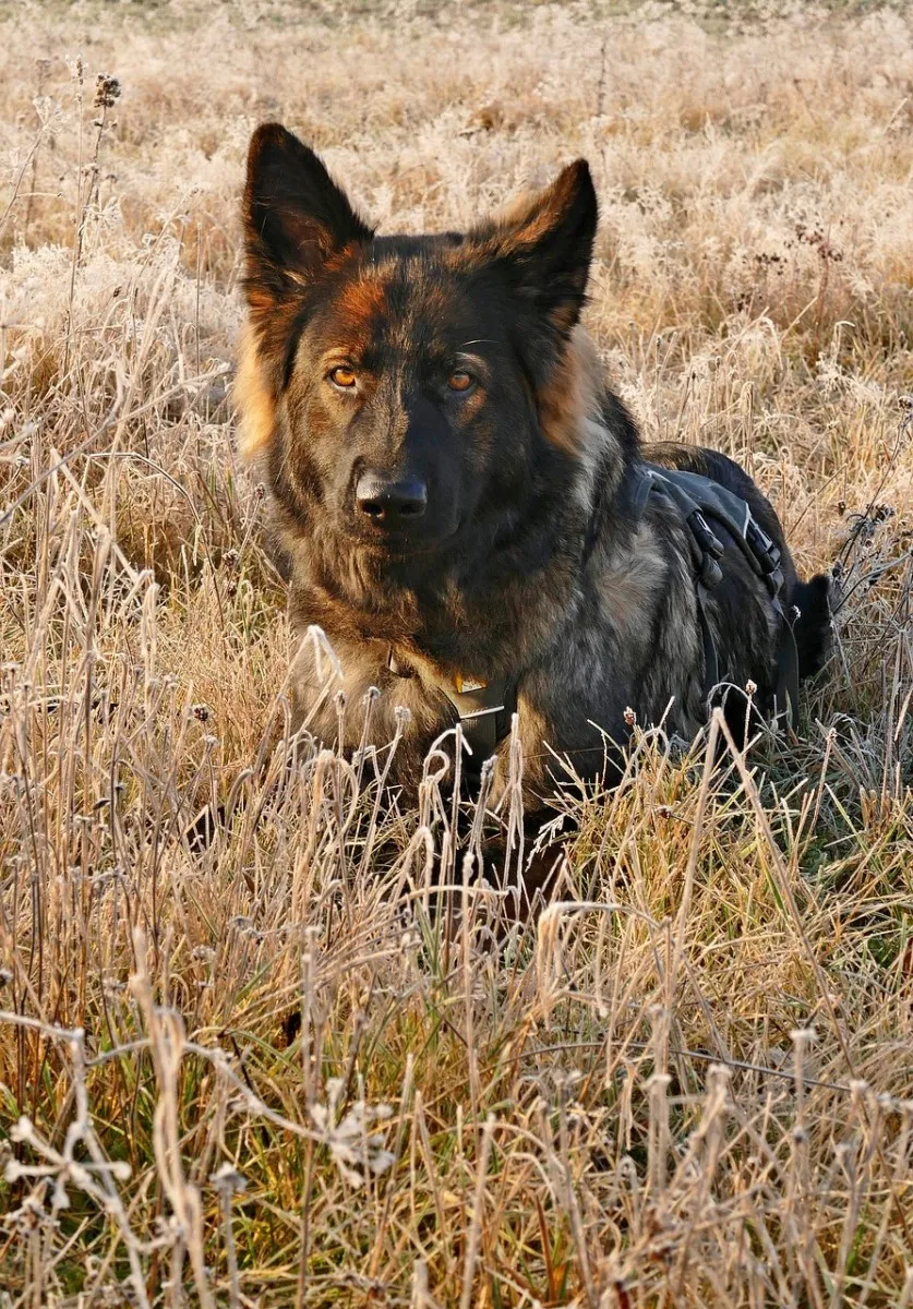 Duitse Herder buiten in de natuur