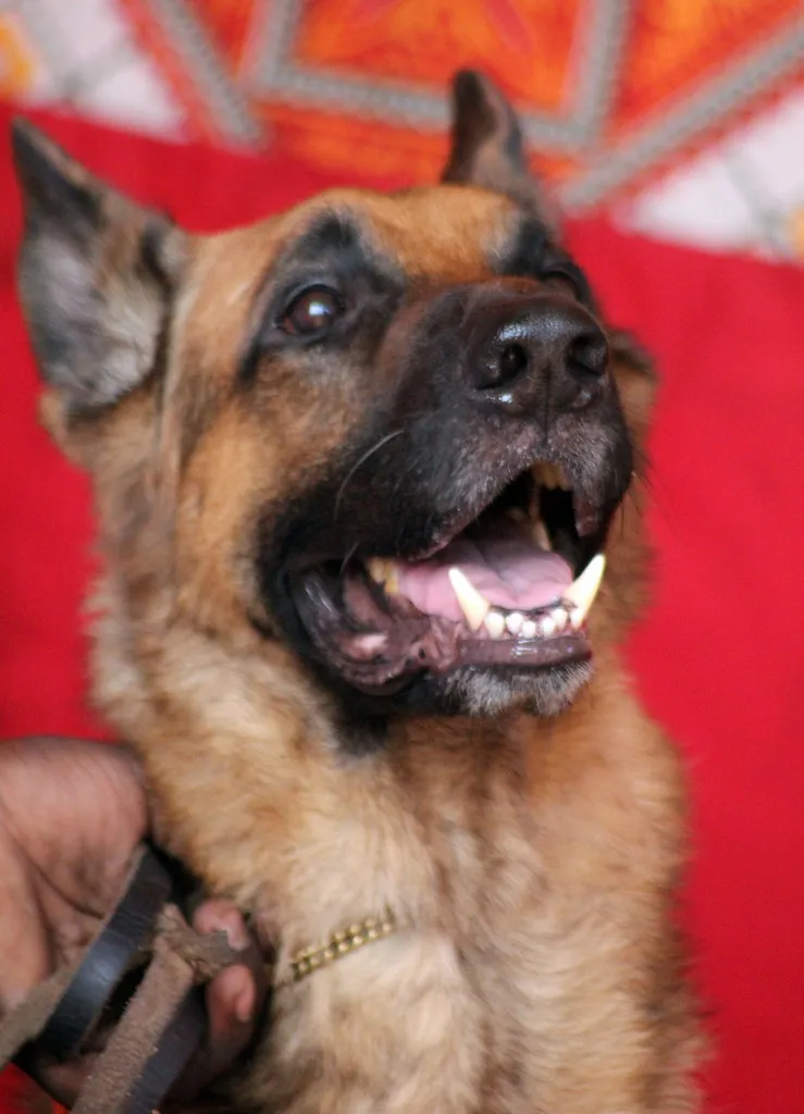 Duitse Herder in beweging buiten