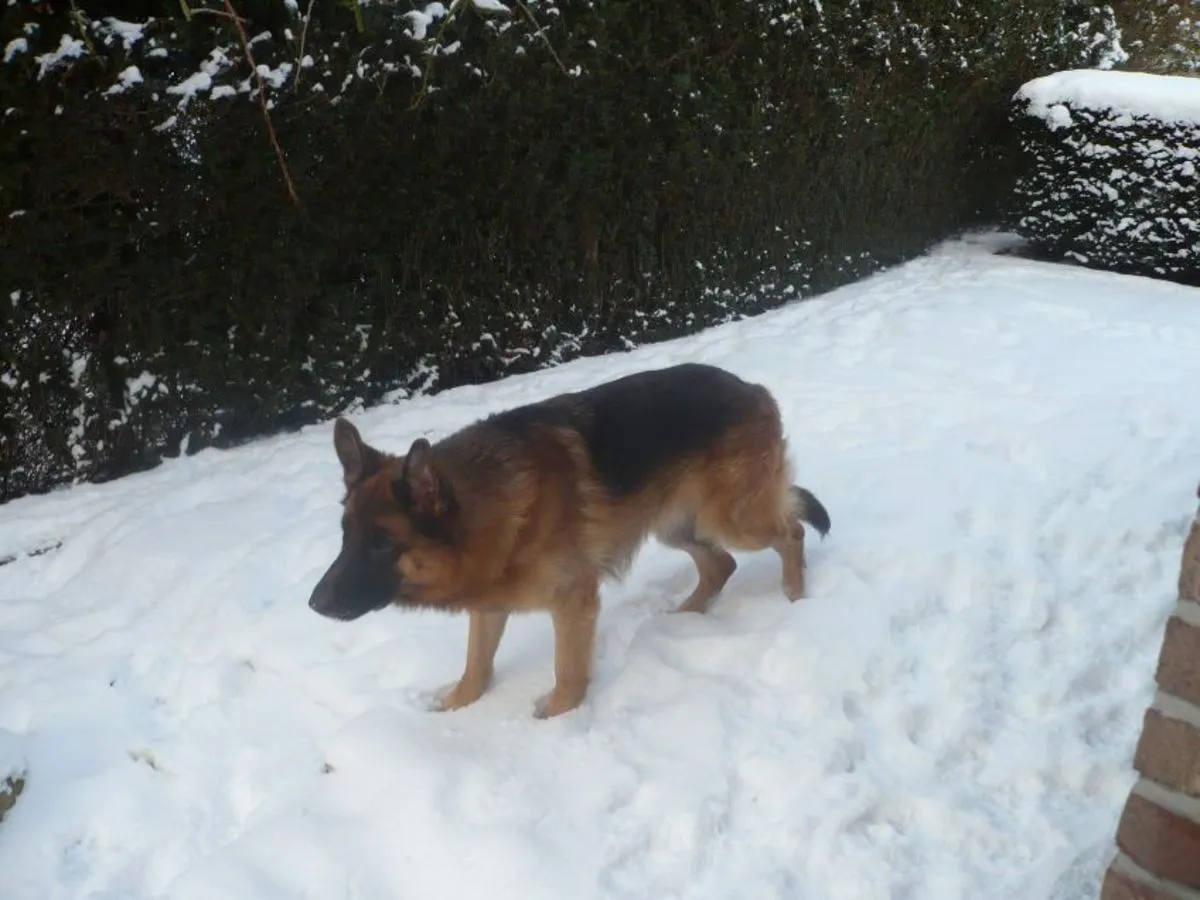 Duitse Herder zijprofiel buiten