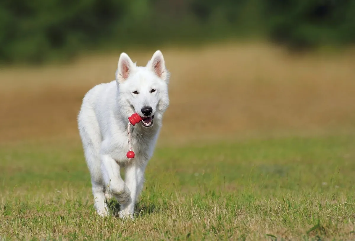 Duitse Herder puppy, zittend portret