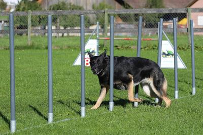 Hoeveel beweging heeft een Duitse Herder nodig?