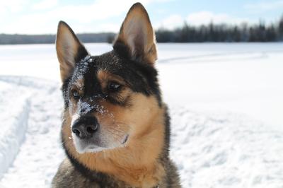 Overgewicht bij je Duitse Herder voorkomen