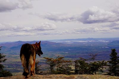 Agressie bij een Duitse Herder: oorzaken en aanpak