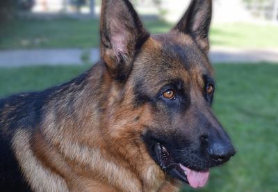 Is een Duitse Herder geschikt voor mij?