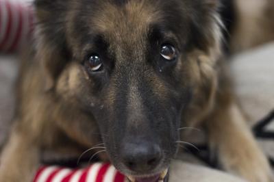 Is een Duitse Herder geschikt voor mij?