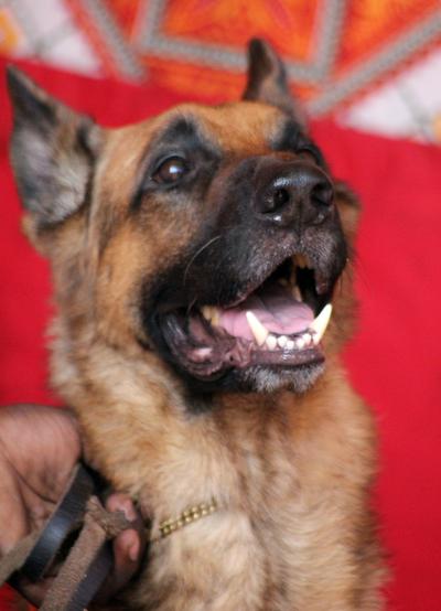 Veelvoorkomende ziektes bij de Duitse Herder