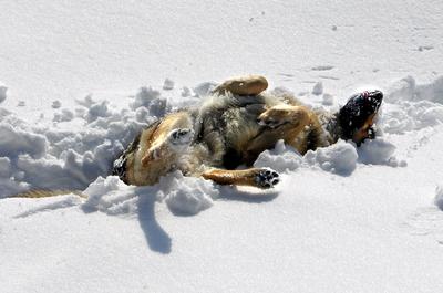 Brokken voor een Duitse Herder: waar let je op?