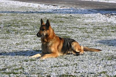 Voedselallergieën herkennen bij je Duitse Herder