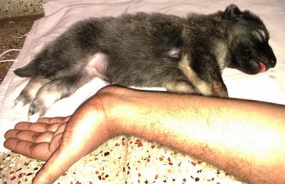 Puppy-checklist Duitse Herder: alles wat je nodig hebt