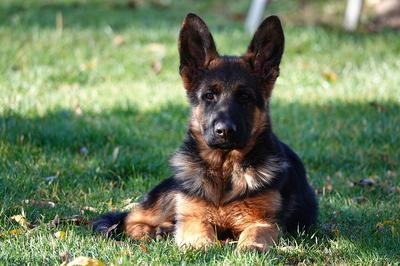 Socialisatie checklist voor je Duitse Herder puppy