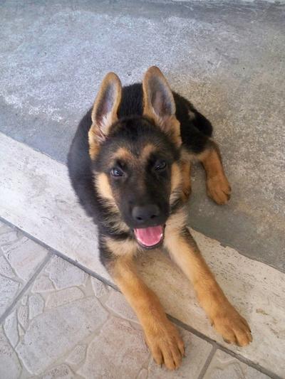 Socialisatie checklist voor je Duitse Herder puppy