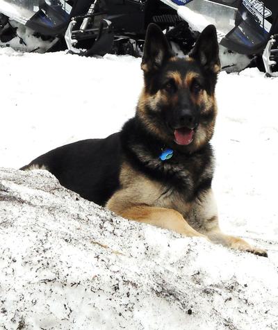 Overgewicht bij je Duitse Herder voorkomen