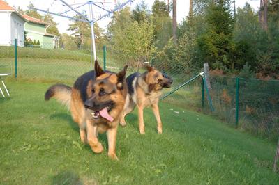 Destructief gedrag: je herder bijt alles kapot