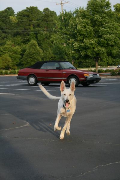 Clicker training voor je Duitse Herder